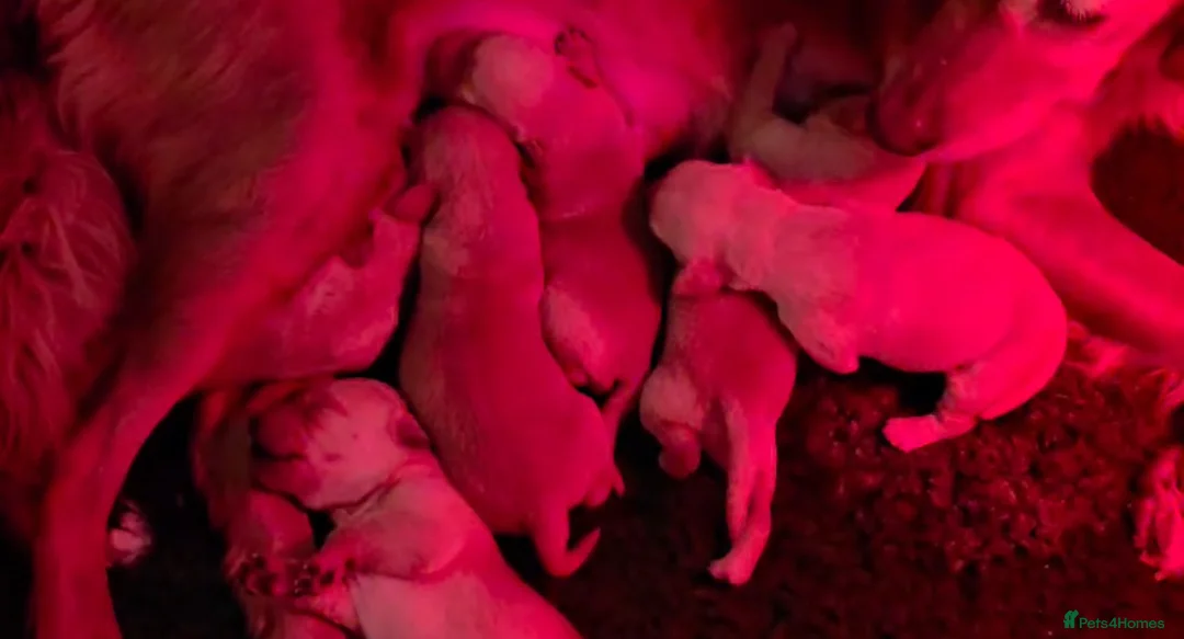 Goldador dogs for sale: The sweetest companions - Advert 7