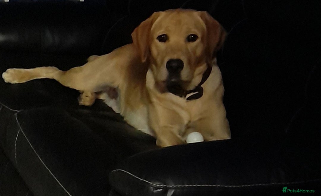 Labrador Retriever dogs for sale: Beautiful pedigree puppies ready 30th Sept - Image 19