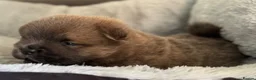 Chow Chow dogs for sale: Wyvernwest have 2 stunning boys available   - Advert 13