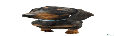 Dachshund 1