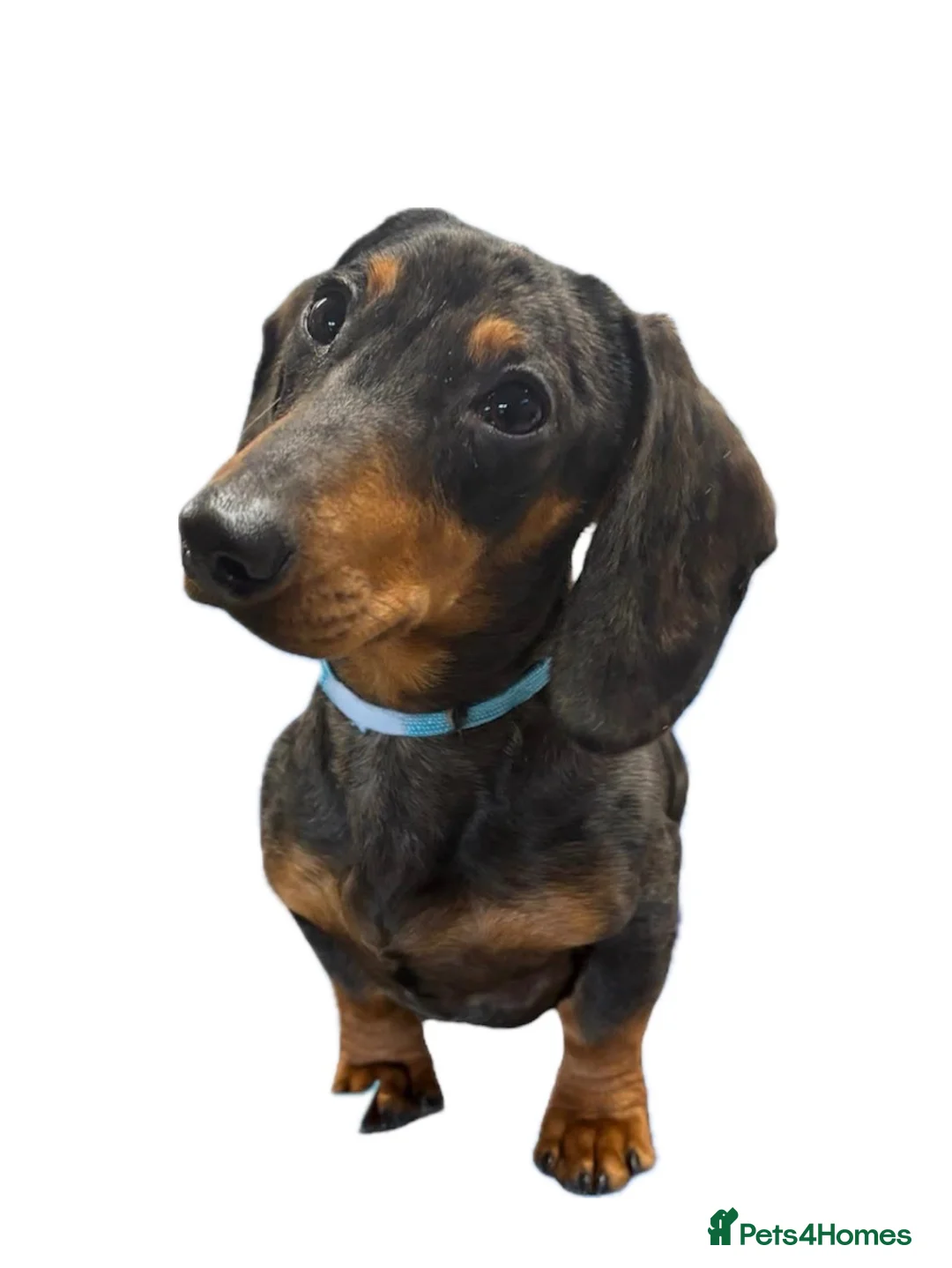 Dachshund dogs for sale: 2 year old dachshund looking for forever home - Advert 2