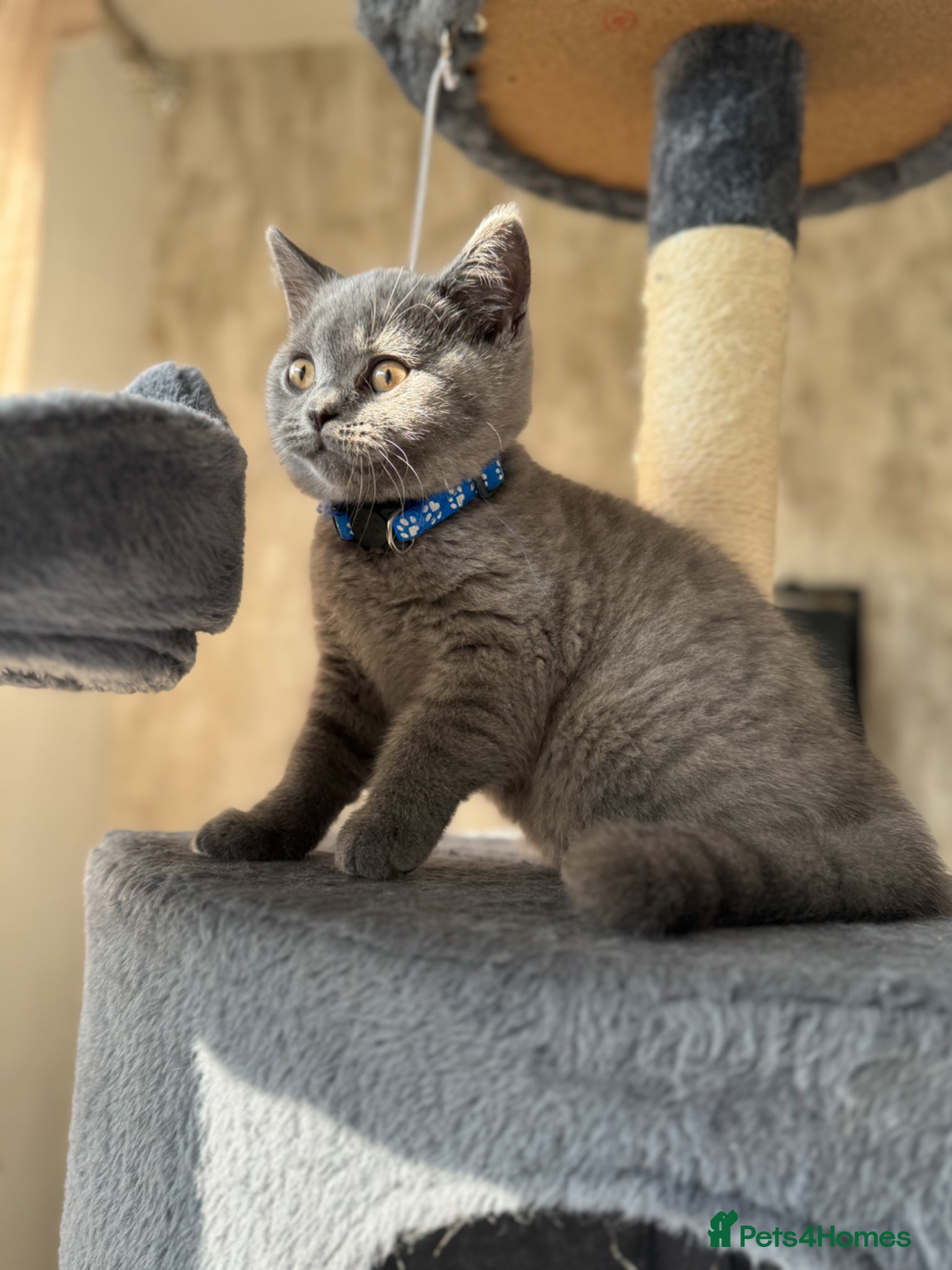 British Shorthair cats for sale: Beautiful British shorthair kittens  - Advert 35