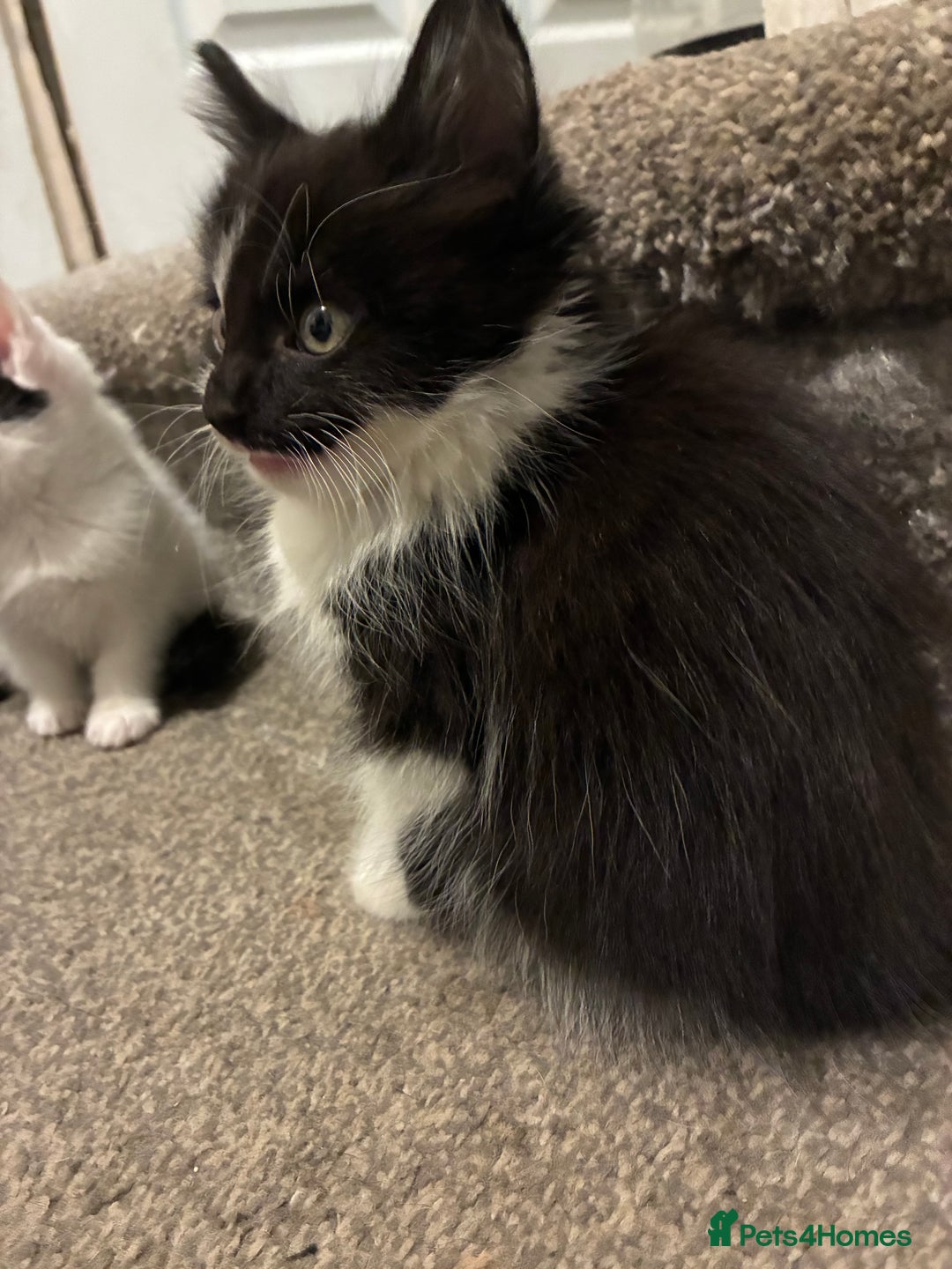 Mixed Breed cats for sale: Five kittens looking for their forever home  - Advert 4