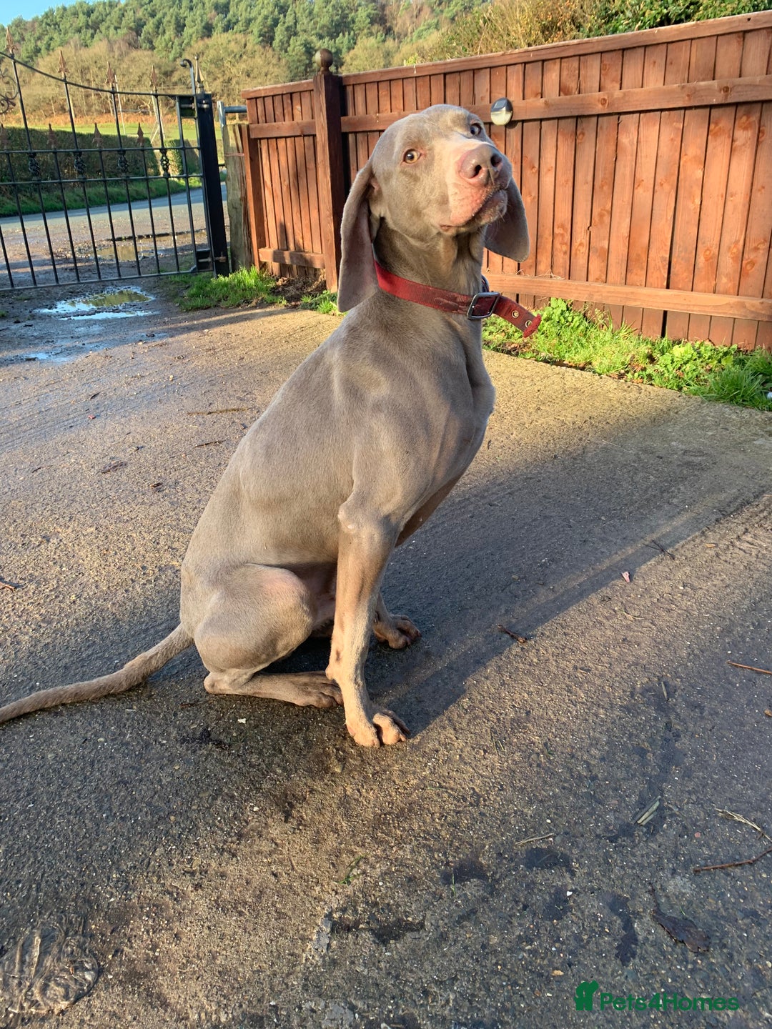 Weimaraner dogs for stud: Weimaranaer in Shrewsbury - Image 1