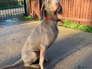 Weimaraner dogs in Shrewsbury - Advert 6