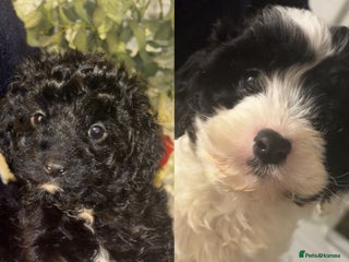 Cavapoo dogs CAVAPOO PUPPIES - Advert 4