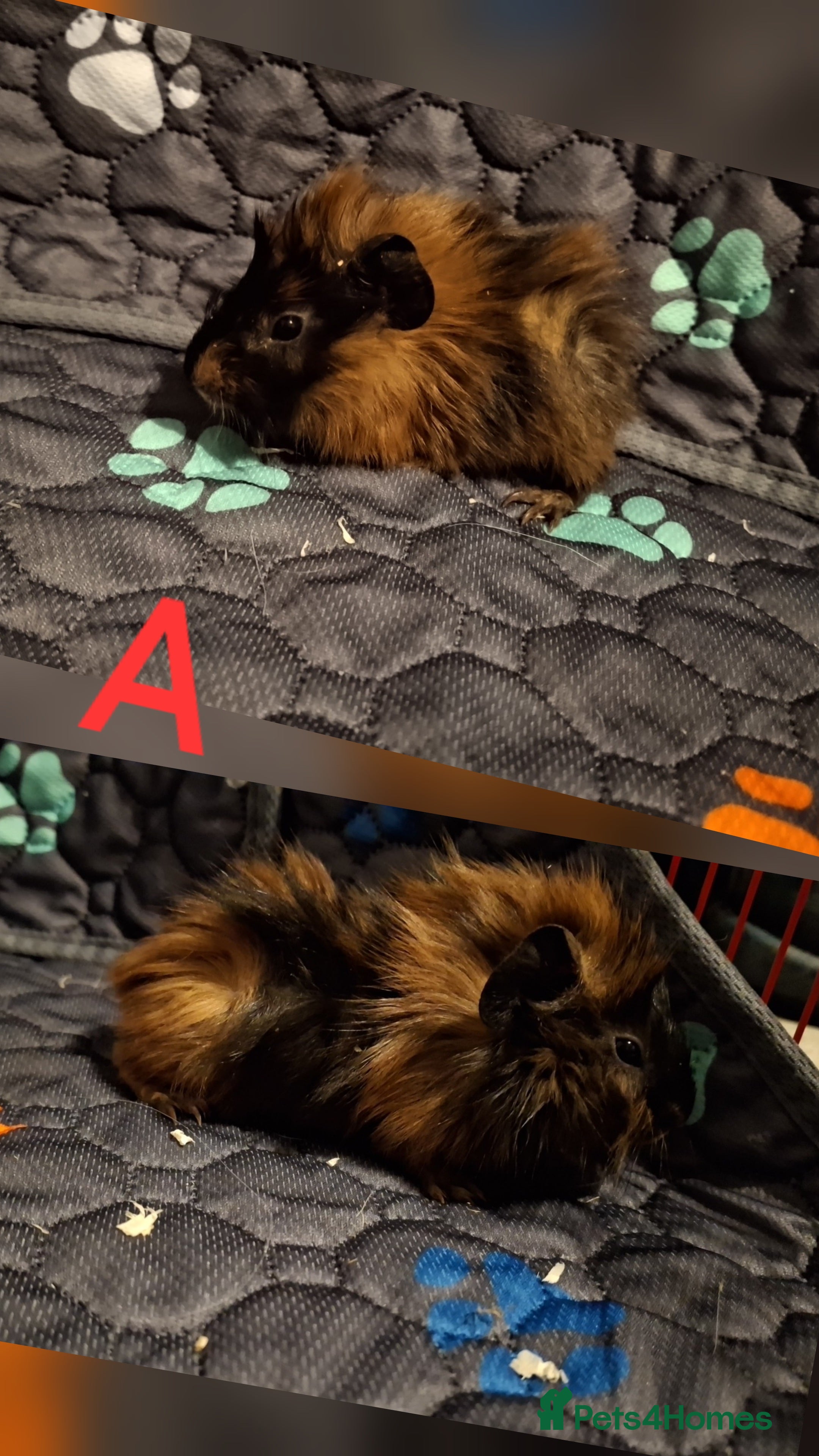 Guinea Pig rodents Little cuties looking for new homes 🏡  - Advert 15