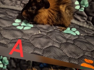 Guinea Pig rodents Little cuties looking for new homes 🏡 - Advert 12