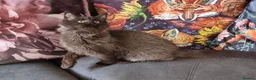 Maine Coon cats for sale: Registered Pedigree Maine Coon Kittens for sale  - Advert 8