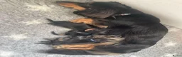Miniature Dachshund dogs for sale:  Gorgeous Longhaired Miniature Dachshund Puppies - Advert 7