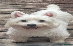 West Highland Terrier dogs for sale: Westie puppies available  - Image 25
