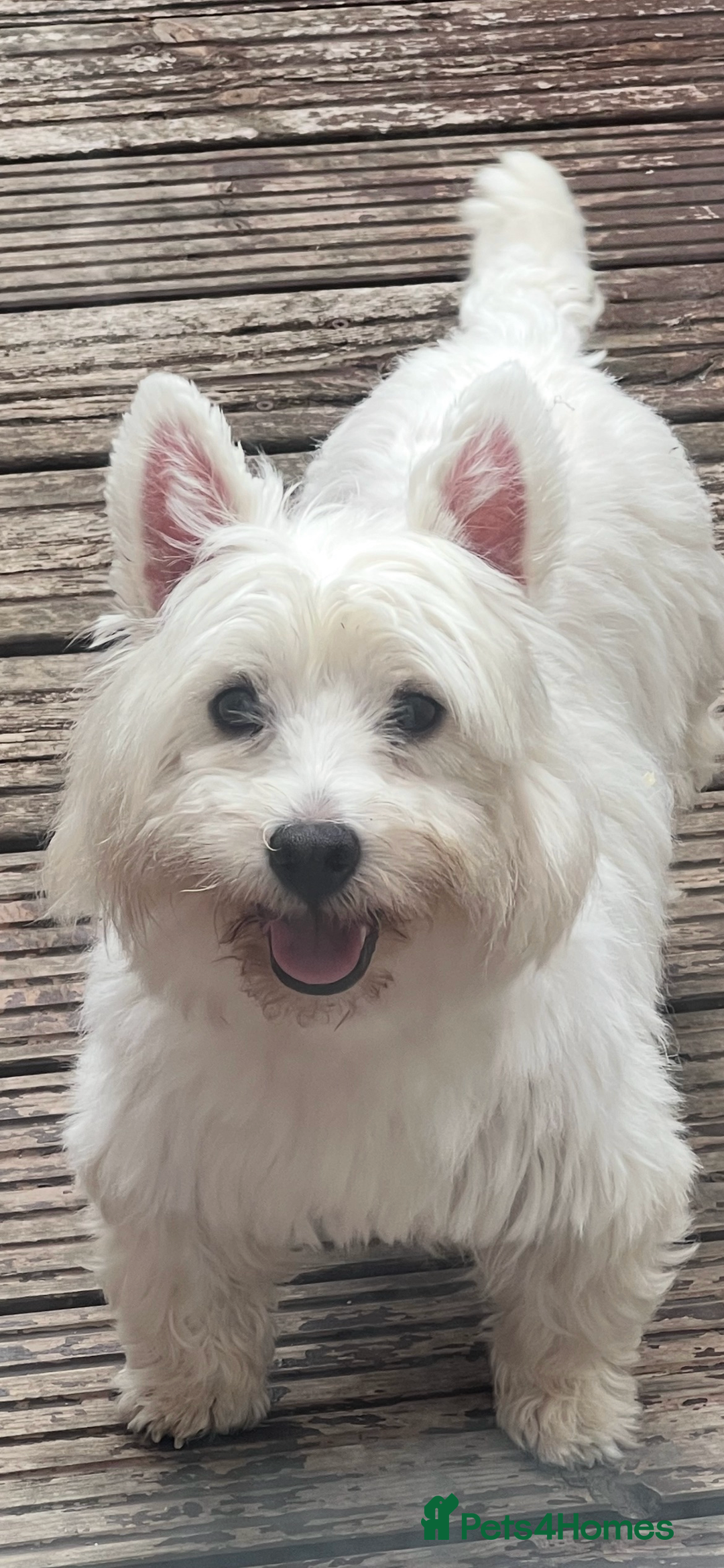 West Highland Terrier dogs for sale: Westie puppies available  - Image 25