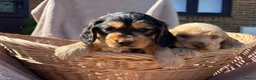 Cocker Spaniel dogs for sale: Stunning show Type cocker spaniel puppies  - Advert 7