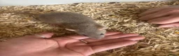 Rat rodents for sale: Rats for sale  - Advert 3