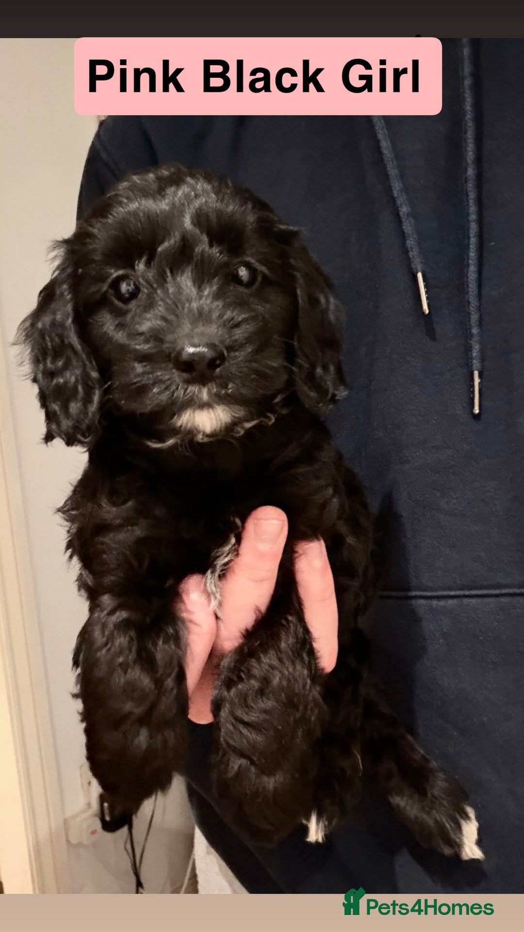 Cockapoo dogs for sale: Miniature Cockapoos  - Advert 6