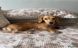 Miniature Dachshund dogs for sale: Bhodi  - Image 3
