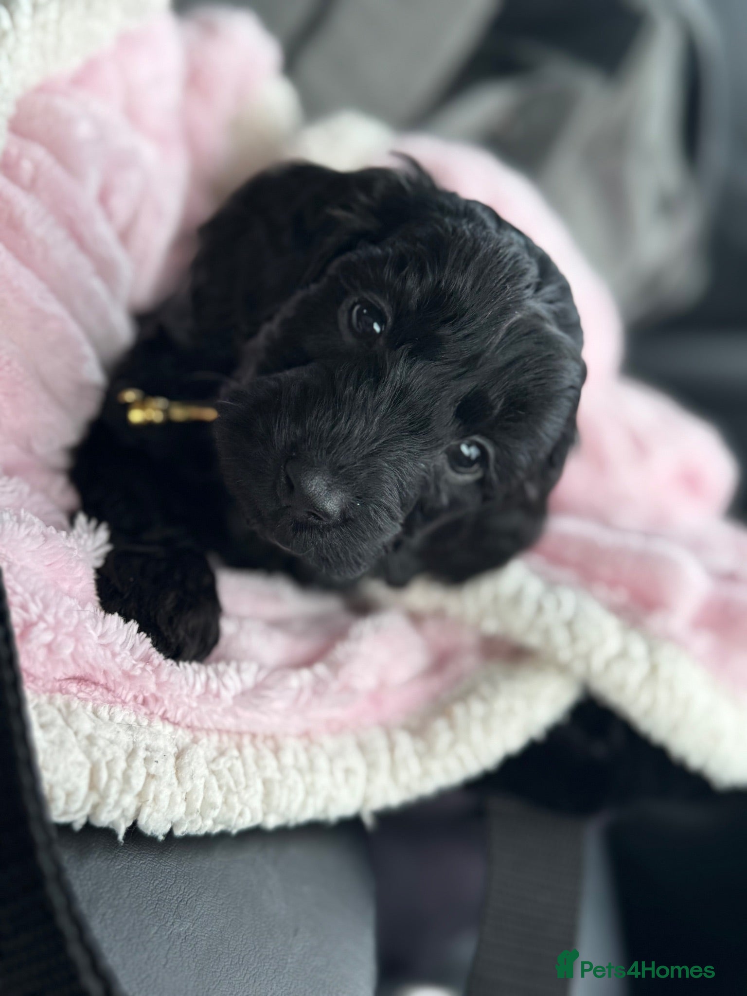 Cockapoo dogs Beautiful F1 Cockapoo Puppies - Raised with Love - Advert 1