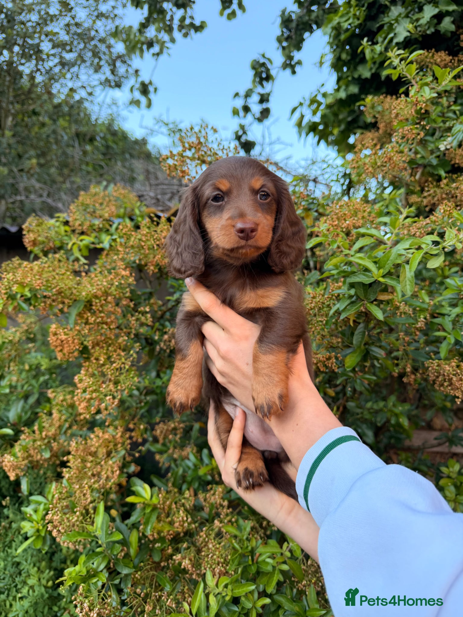 Miniature Dachshund dogs for sale: KC Registered- Long haired Mini Dachshund  in London - Advert 7