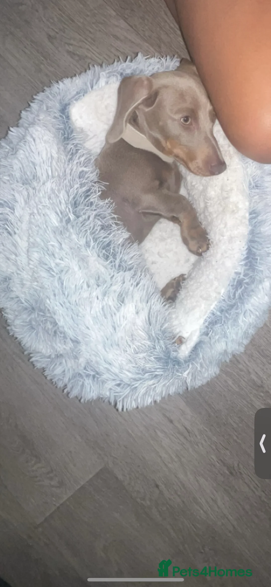 Miniature Dachshund dogs for sale: Dachshund  - Advert 2