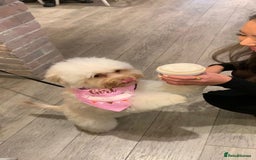 Chipoo dogs for sale: Pretzel ChihuahuaxPoodle - Image 4