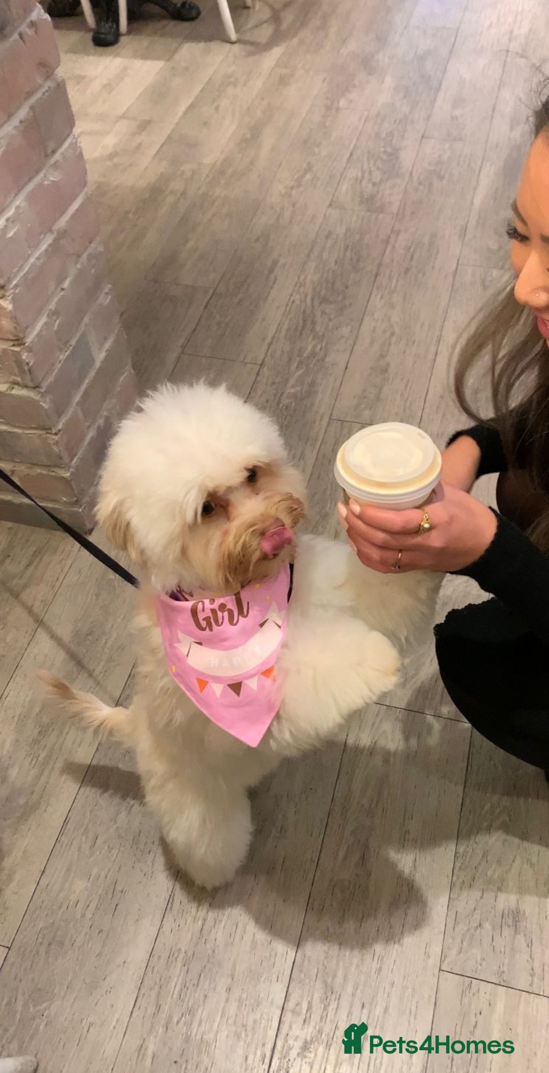 Chipoo dogs for sale: Pretzel ChihuahuaxPoodle - Image 4