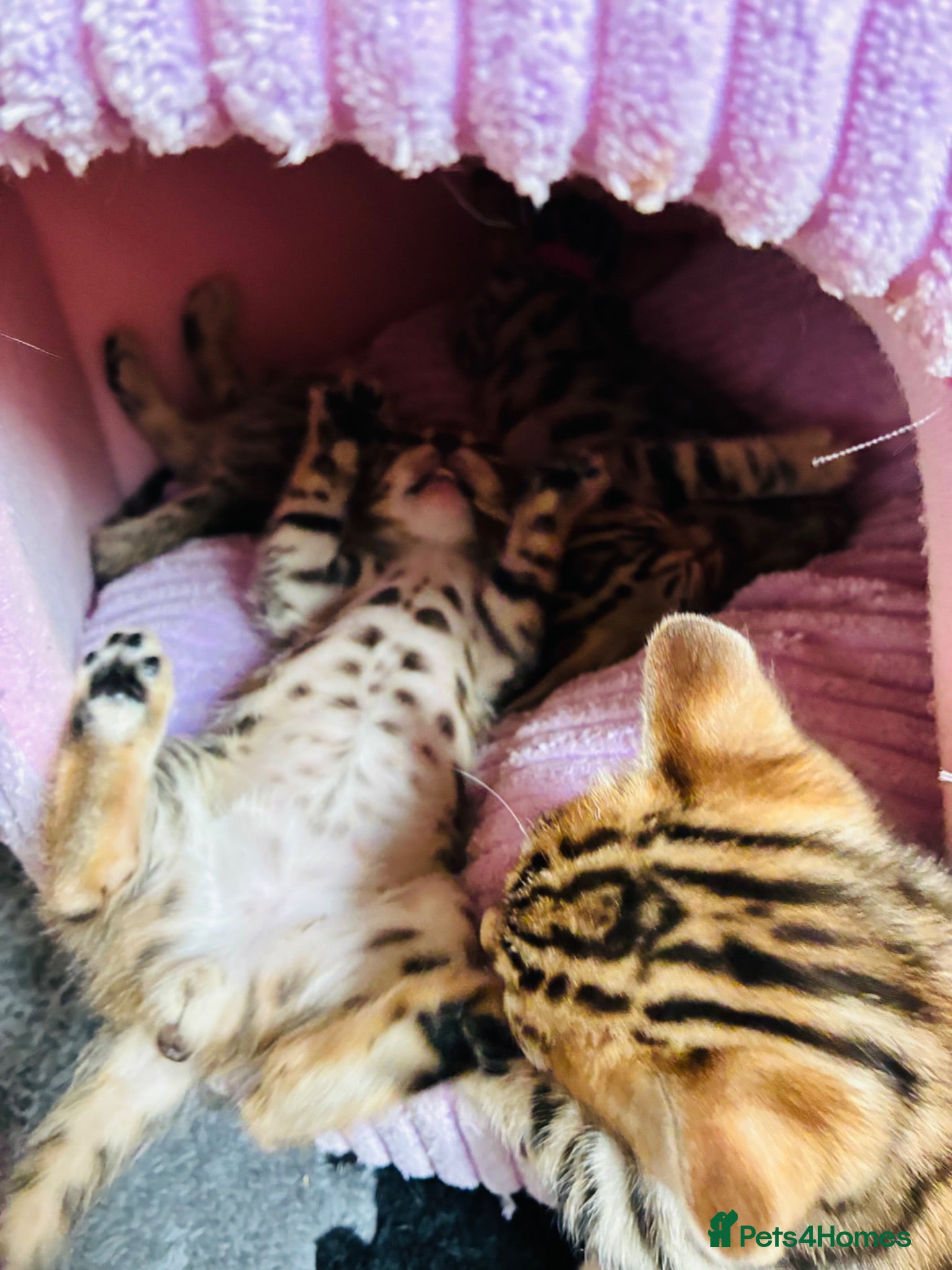 Bengal cats Stunning Bengal Kittens  - Advert 2