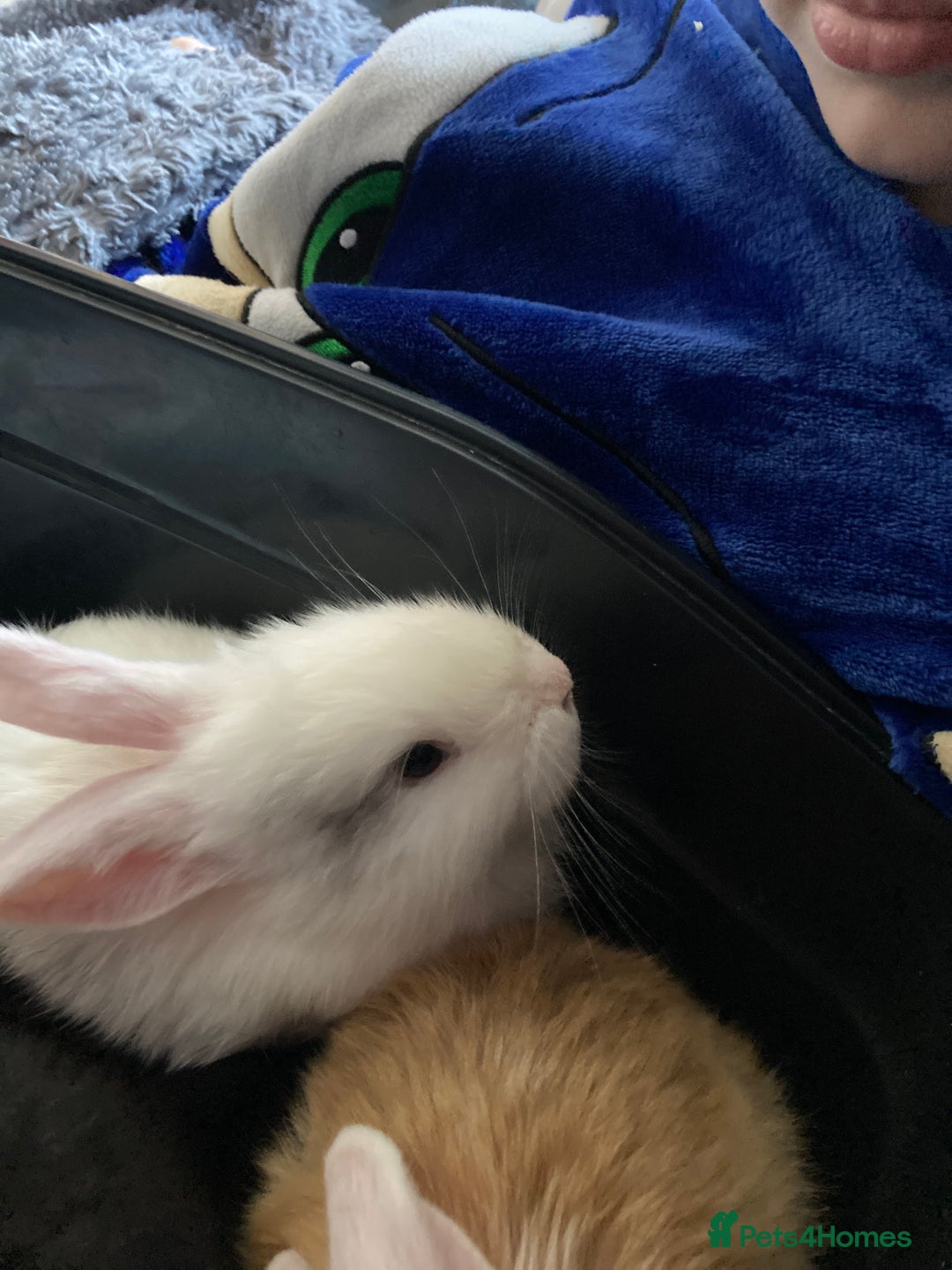 Continental Giant rabbits for sale: 6 weeks old Continental rabbits - Image 6