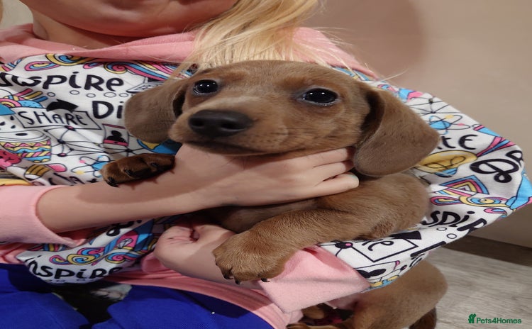 Miniature Dachshund dogs Beautiful girl, miniature dachshund  - Advert 1