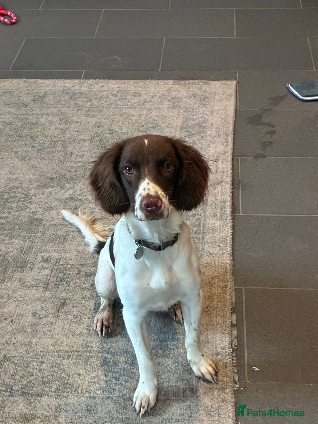 Mixed Breed dogs for adoption: Rots adorable 8 mthold Bouncy Springer Spaniel Pup - Image 5