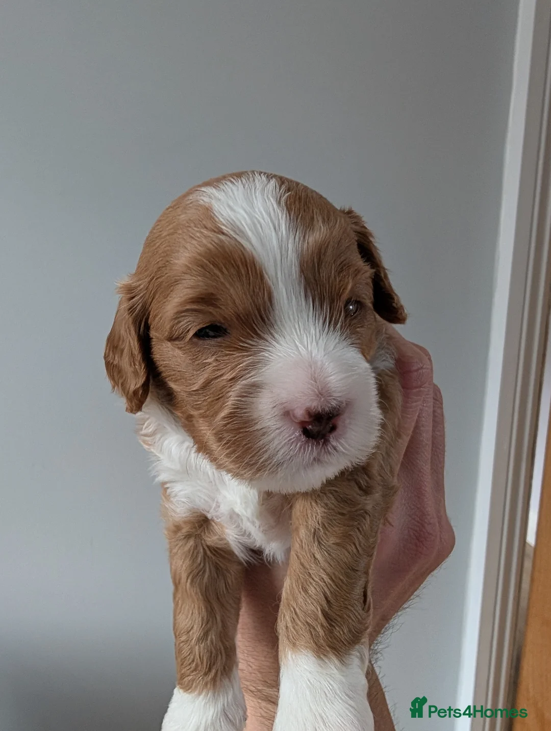 Cavapoo dogs for sale: F1B Cavapoo puppies  - Advert 1