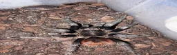Tarantulas invertebrates for sale: Oklahoma Brown   - Advert 3