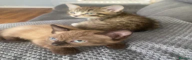 Domestic Shorthair 5