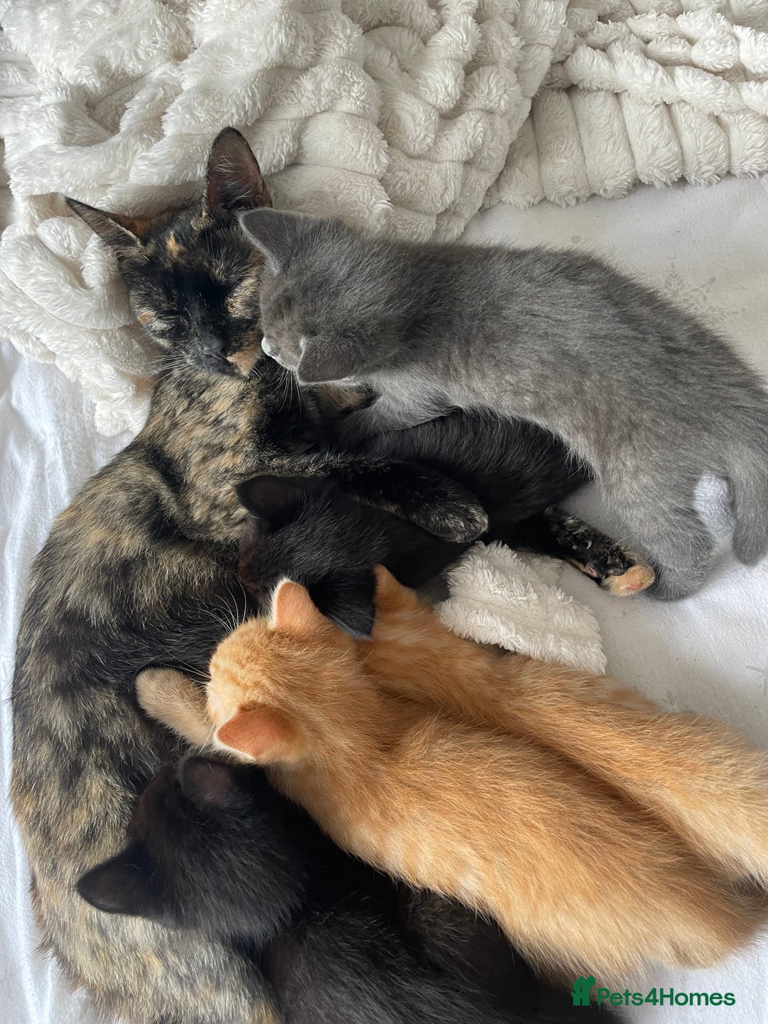 British Shorthair cats for sale: 5 kitties for sale  - Image 2