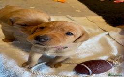 Labrador Retriever dogs for sale: Beautiful Fox Red Labrador puppies for sale - Image 6