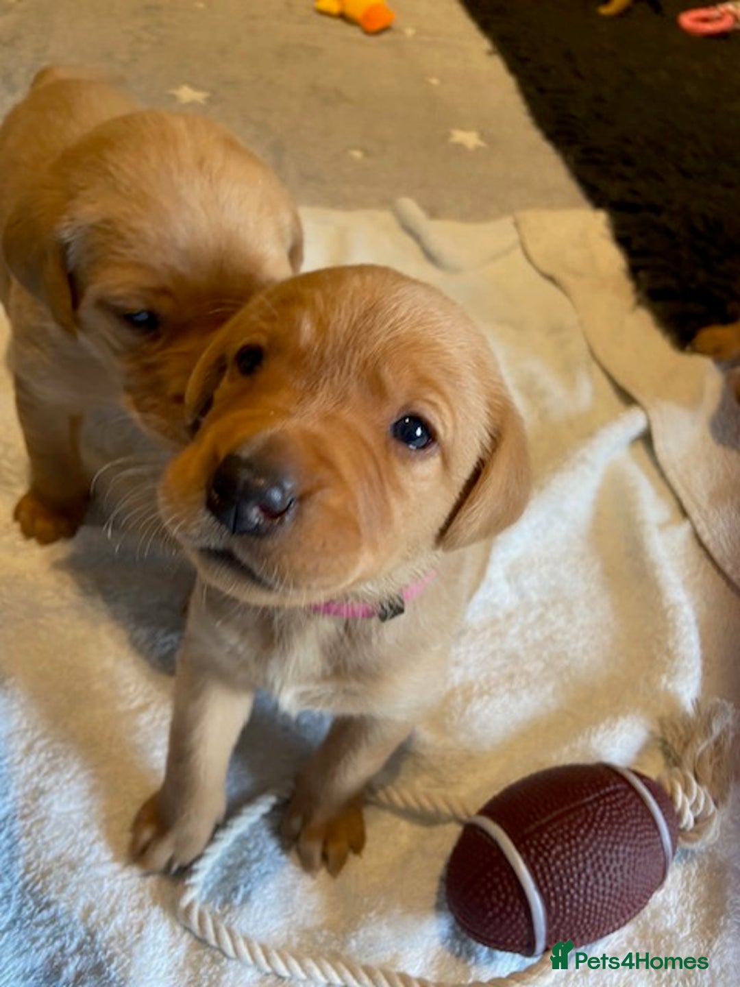 Labrador Retriever dogs for sale: Beautiful Fox Red Labrador puppies for sale - Image 6