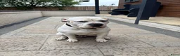 Mixed Breed dogs for sale: Old Tyme x American bulldog  in ELY - Advert 12