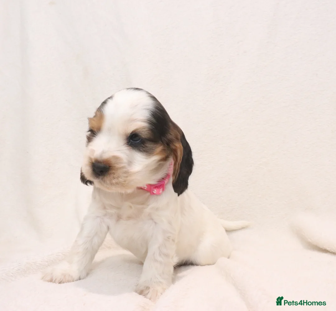 Cocker Spaniel dogs for sale: 🤎🧡 Chocolate Sable & Tan 🧡🤎 - Advert 15