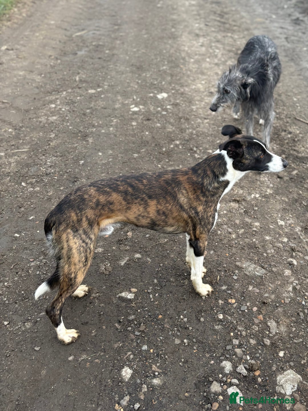 Lurcher dogs for sale: Lurcher Pups - 4 x boys - Advert 16