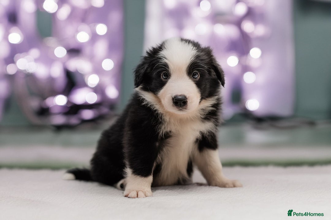 Border Collie dogs for sale: ❗️5⭐️ KC DNA tested champions LAST❗️border collie  - Advert 33