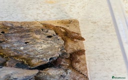 Gecko reptiles for sale: Bynoe Geckos “Heteronotia binoei “ CB25   - Image 2