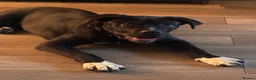 Presa Canario dogs for sale: Bella-7 month old presa canario in Stourbridge - Advert 6