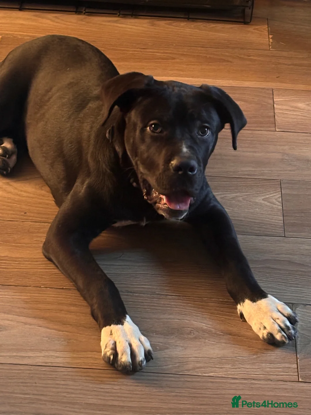 Presa Canario dogs for sale: Bella-7 month old presa canario in Stourbridge - Advert 6