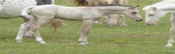 American Quarter horses for sale: Quality Part Bred American Quarter Horse in Romsey - Advert 8