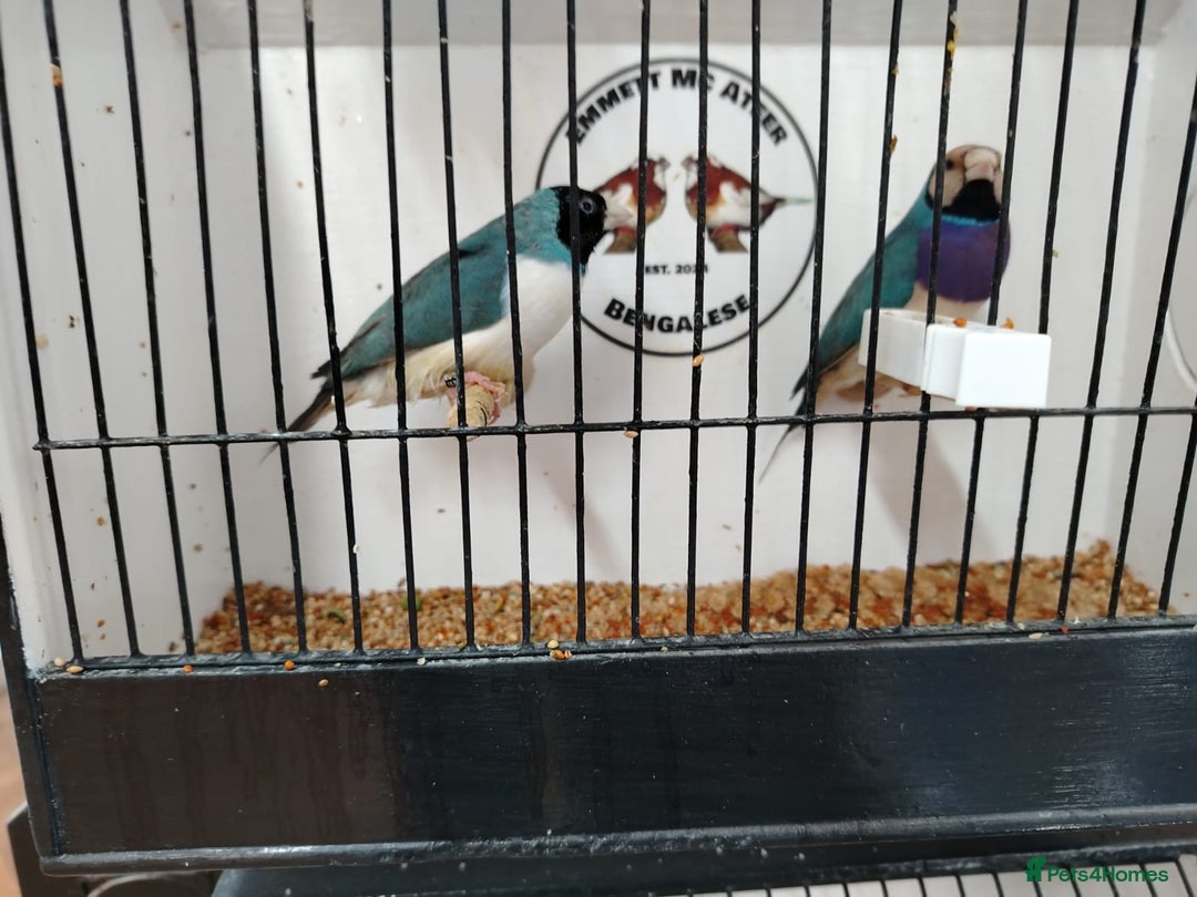 Finches birds for sale: Colourful Gouldian Finches!!! - Advert 10