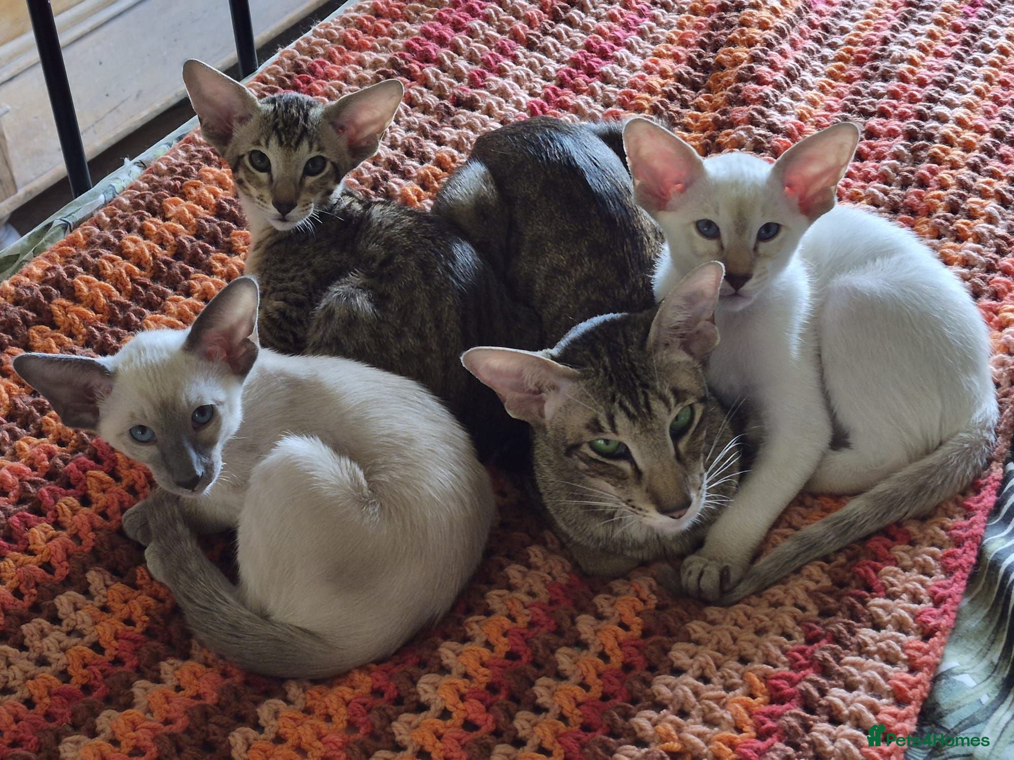 Oriental cats GCCF registered - Advert 1