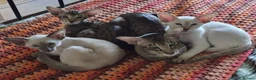 Oriental cats for sale: GCCF registered - Advert 1