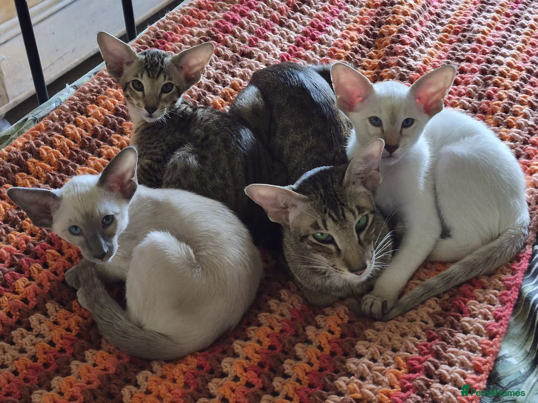 Oriental cats for sale: GCCF registered - Advert 1
