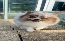 Pomeranian dogs for stud: Stud only - Image 4