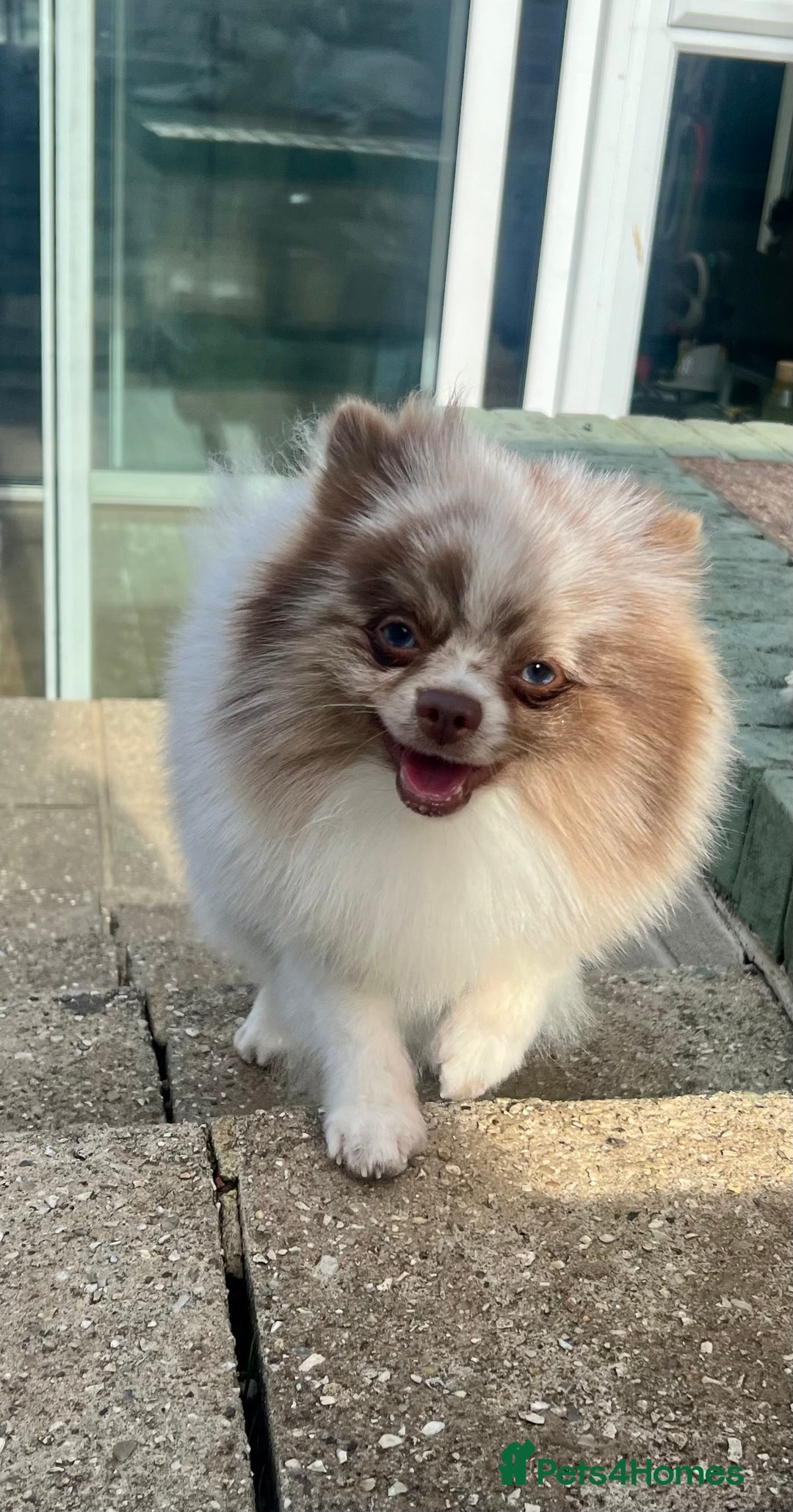 Pomeranian dogs for stud: Stud only - Image 4