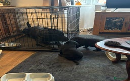 Mixed Breed dogs for sale: Beautiful sheprador puppies  - Advert 7